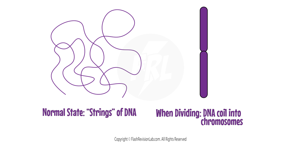 Chromosome Formation